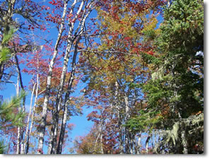 Fall birch trees